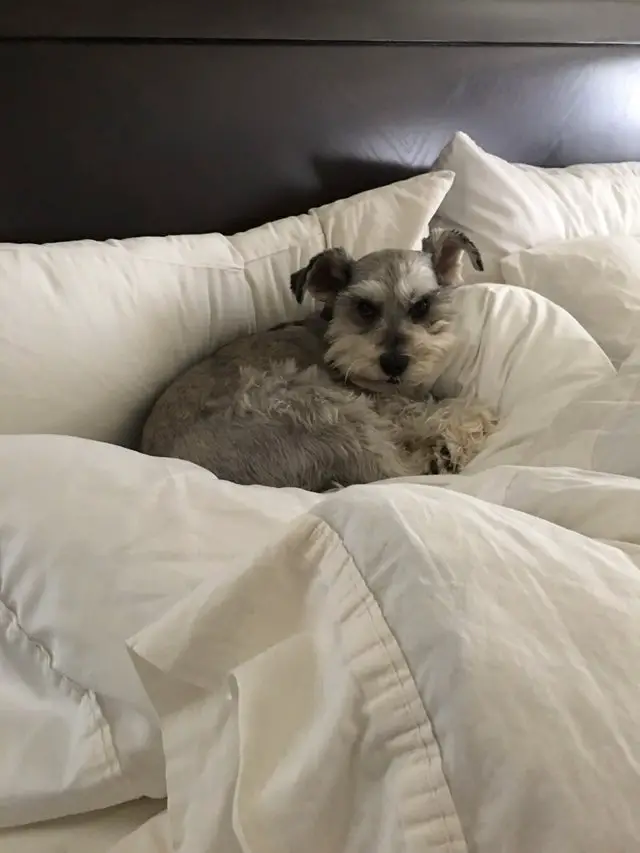 Schnauzer dog resting on the bed