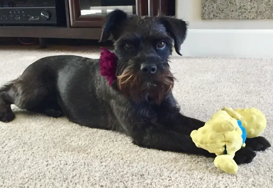 Schnauzer Terrier mix lying on the floor with a chew toy in its paw
