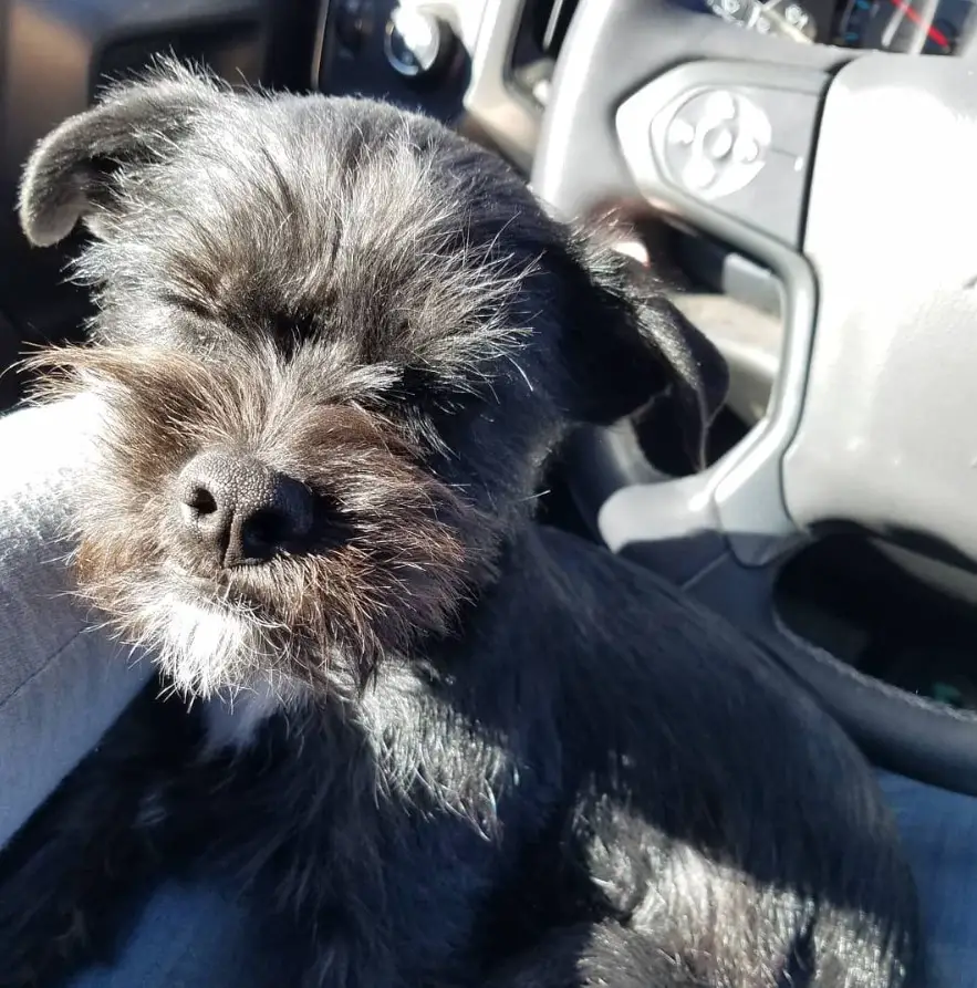 Schnauzer Terrier mix puppy sitting on the lap of a person in the driver's seat with sunlight on its face