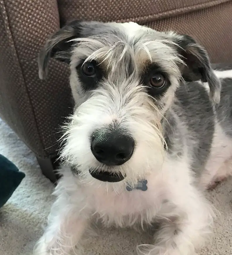 Schnauzer Terrier mix lying on the floor in front of the couch