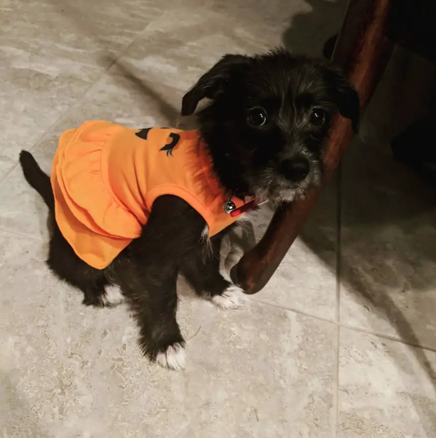 Schnauzer Terrier mix puppy wearing an orange dress while sitting on the floor