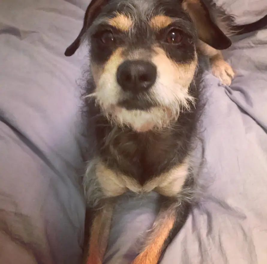 Schnauzer Terrier mix lying on the bed