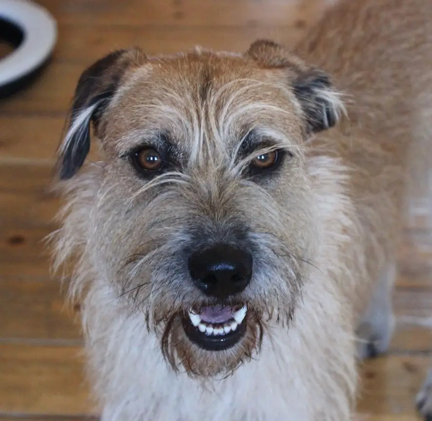 Schnauzer Terrier mix standing on the floor while staring and with its mouth open