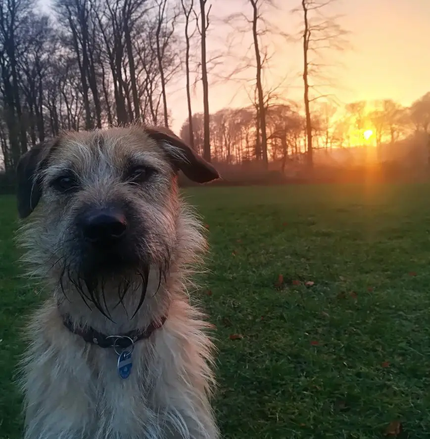Schnauzer Terrier mix sitting at the park with the view of the sunset behind him