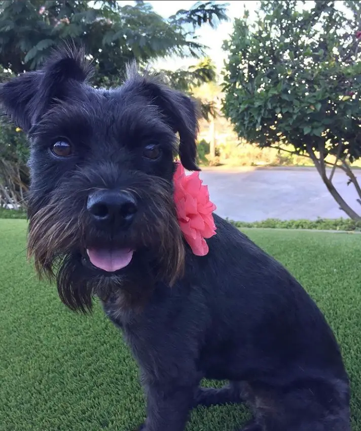 Schnauzer Terrier mix sitting in the yard while wearing a pink flower connected to the side of its collar