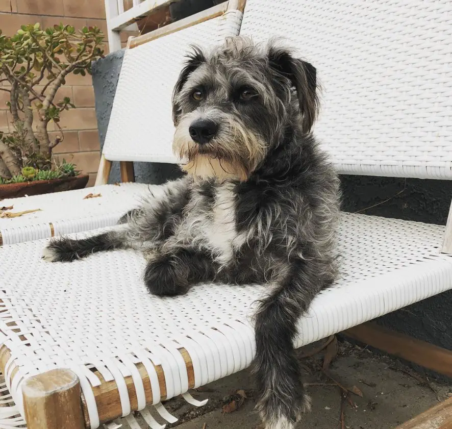 Schnauzer Terrier mix lying on top of a chair outdoors