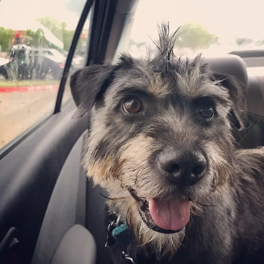 Schnauzer Terrier mix standing on the backseat