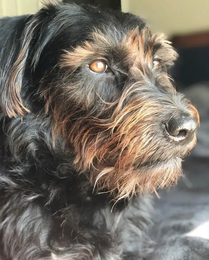 Schnauzer Terrier mix lying on the bed while looking sideways with sunlight on its face