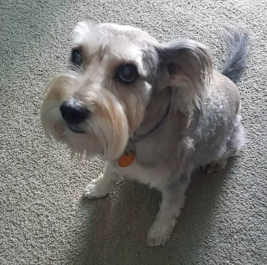 Schnauzer Terrier mix sitting on the carpet with its begging face
