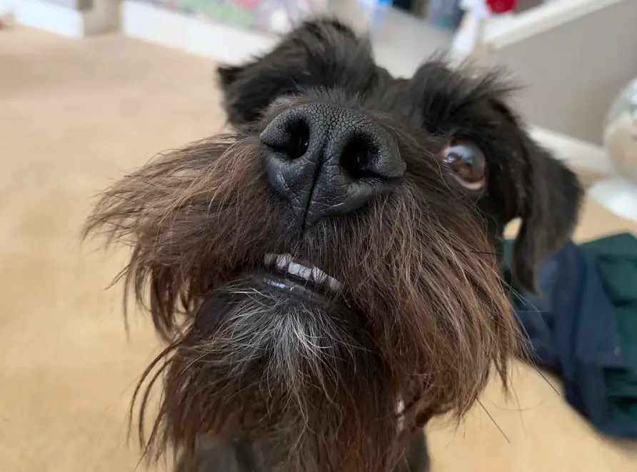 looking up begging face of a Schnauzer Terrier mix