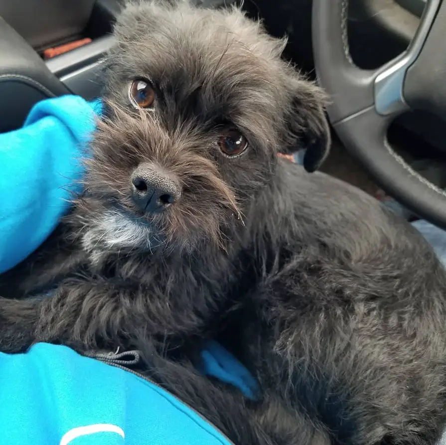 Schnauzer Terrier mix puppy lying on the lap of a person in the driver's seat