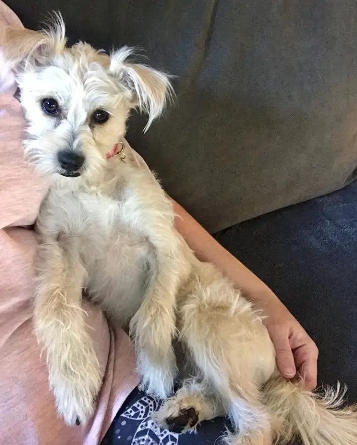 Schnauzer Terrier mix puppy lying on next to woman in the couch