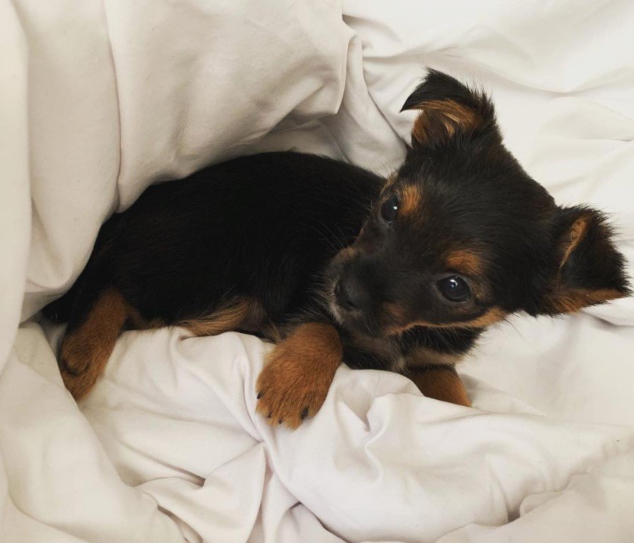 Snorkie puppy on the bed