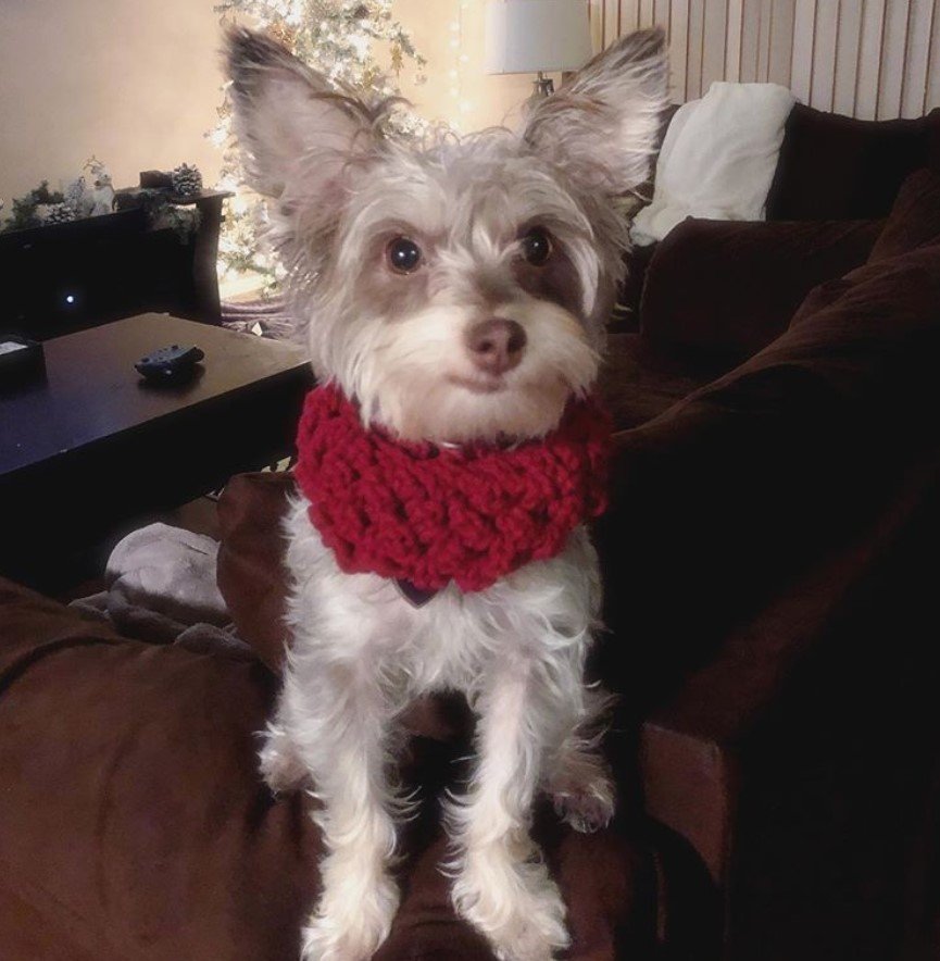 Schnerrier wearing a red scarf sitting on the couch