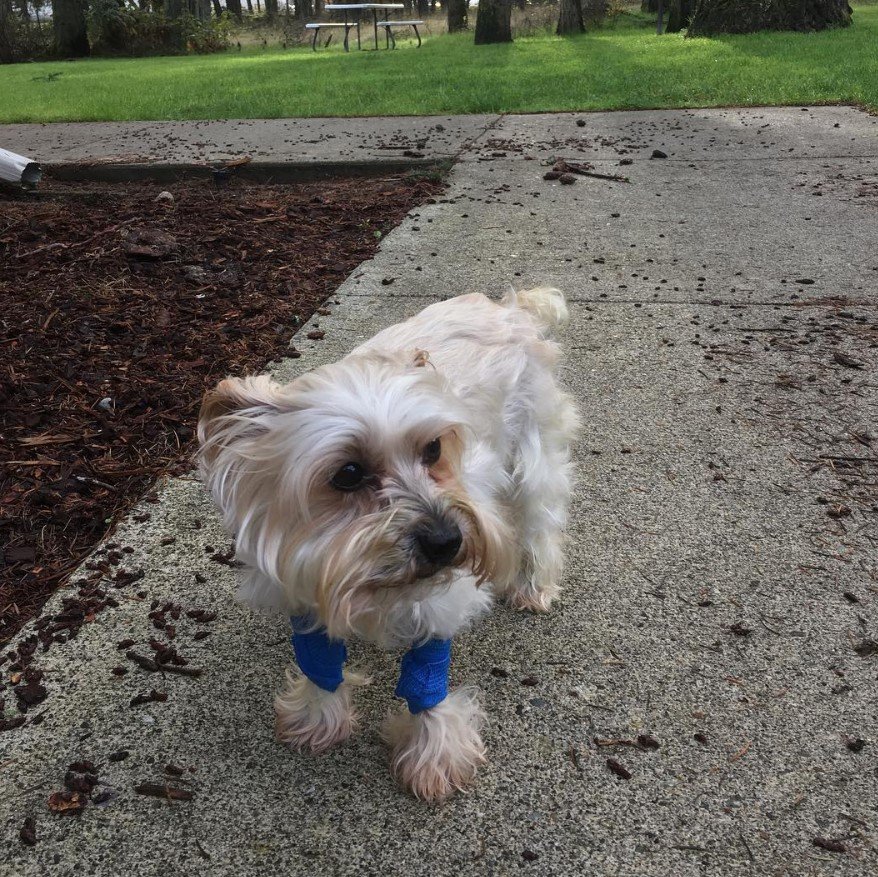 Schnerrier walking outdoors