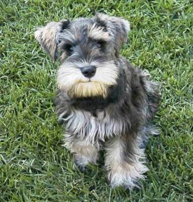 Schnorkie puppy with gray and white fur sitting on the green grass