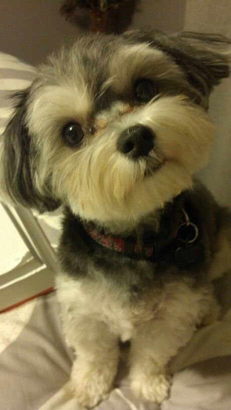 Schnorkie sitting on the bed tilting its head