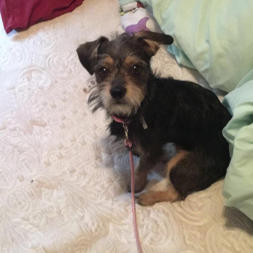 Schnauzer sitting on top of the bed