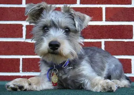 yorkshire terrier and schnauzer mix
