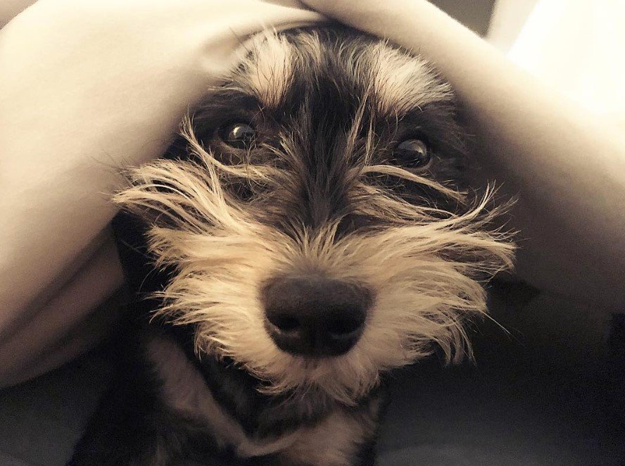 Schnorkie staring from under the blanket