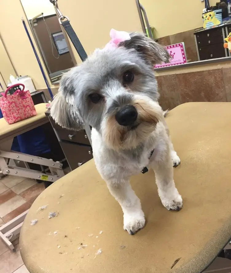 Schnorkie with gray and white fur color standing on top of a grooming table