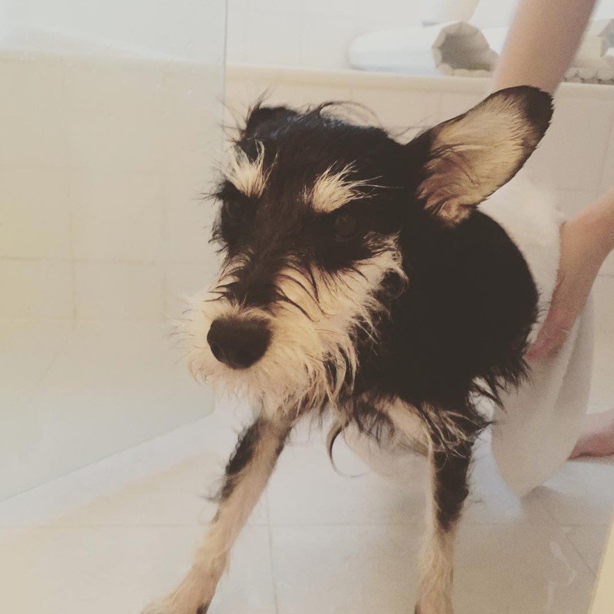 Snorkie in the bathroom being dried by a towel