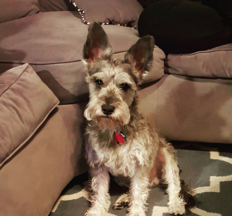 Snorkie with big ears siting on the floor