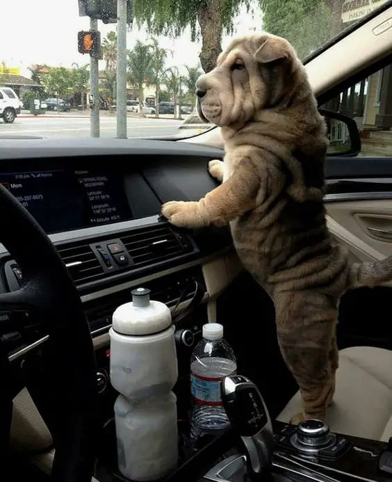 Shar-Pei dog standing against the dashboard inside the car