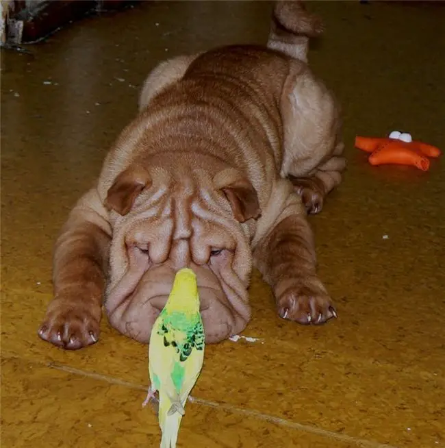 A Shar-Pei puppy lying on the floor while staring at the bird in front of him