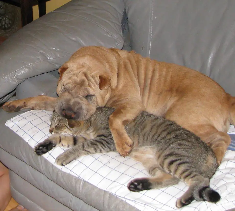 A Shar-Pei sleeping on the couch while hugging a cat