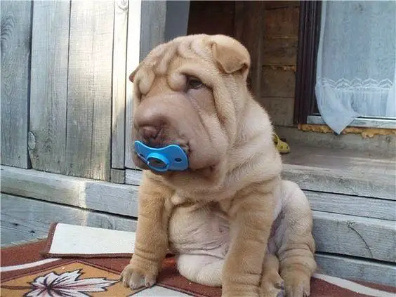 A Shar-Pei puppy sitting in the front porch with a pacifier in its mouth