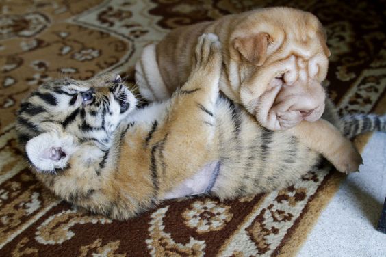 A Shar-Pei puppy lying on top of a cub lying on the floor