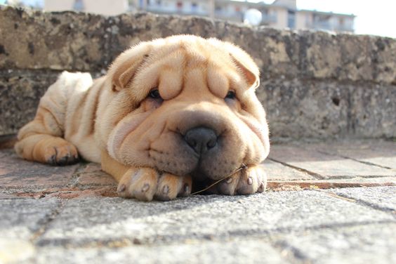 A Shar-Pei puppy lying on the pavement with its face on top of its paws