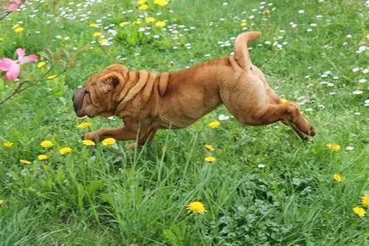 A yellow Shar Pei jumping over the grass in the yard