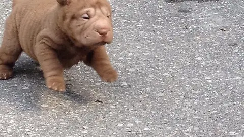 A brown Shar Pei walking in the pavement