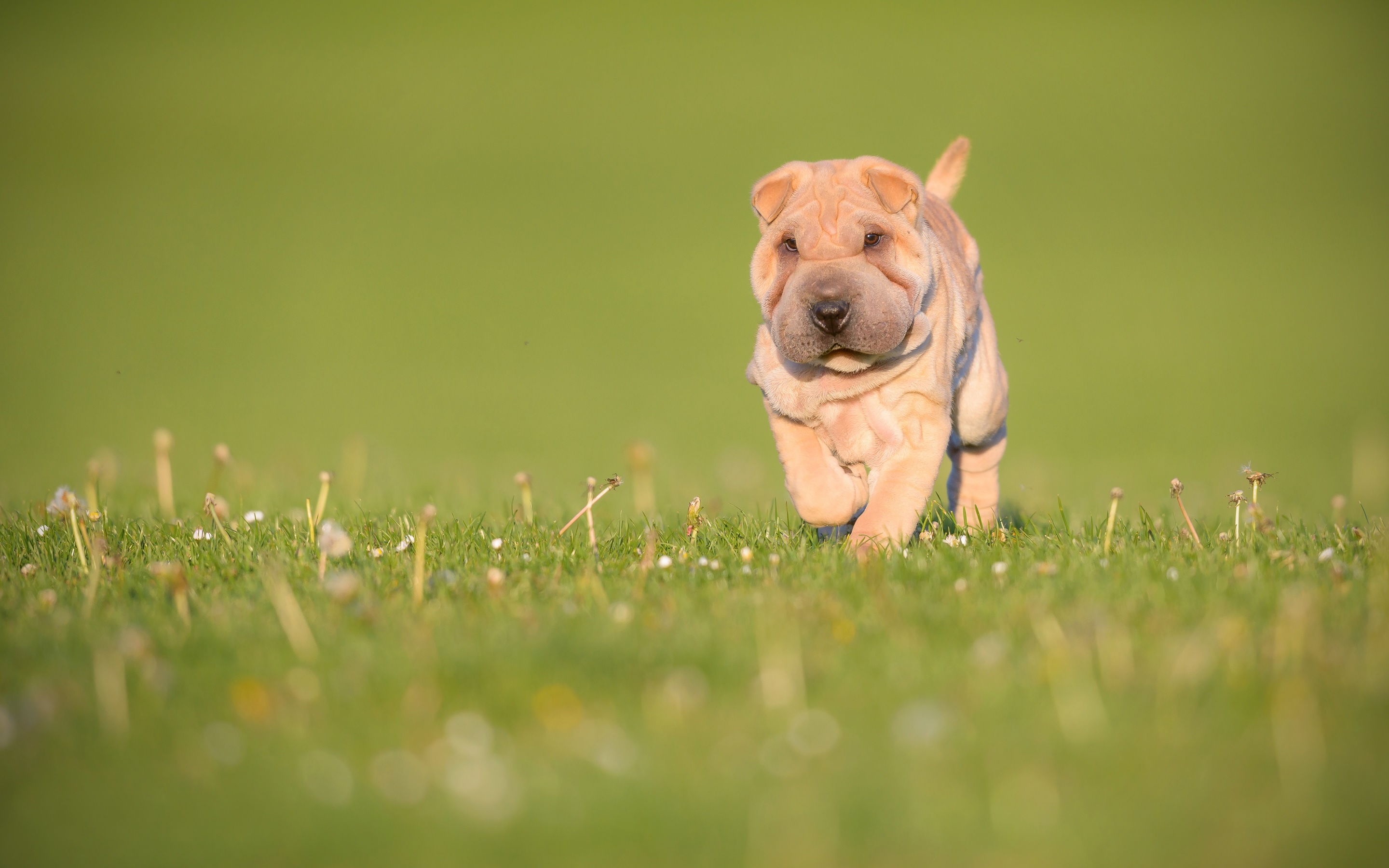 A Shar Pei puppy running in the yard