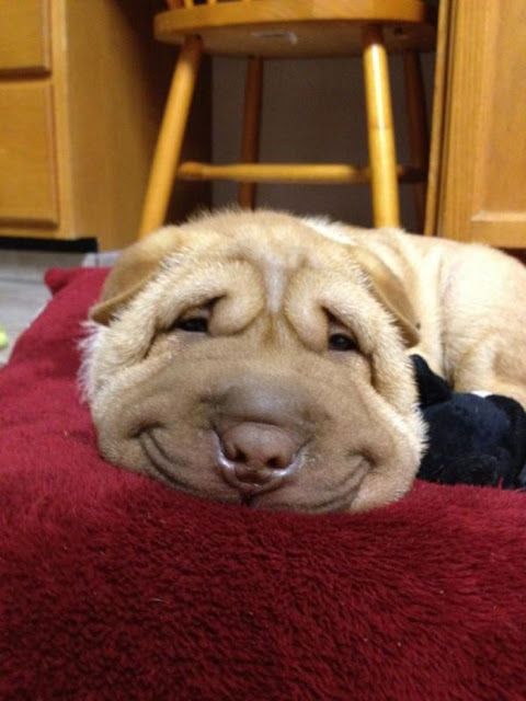 A smiling Shar-Pei lying on its bed on the floor