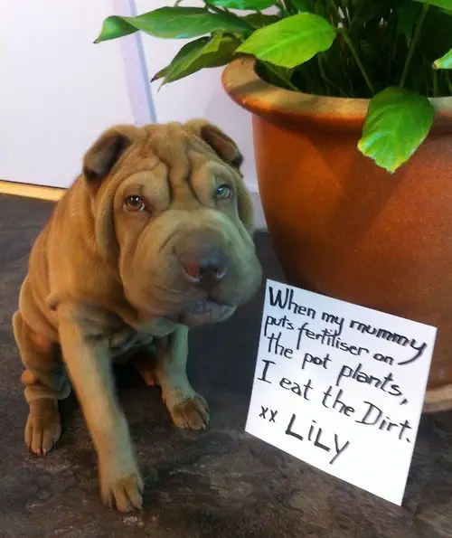 Shar-Pei dog sitting on the floor with a note 