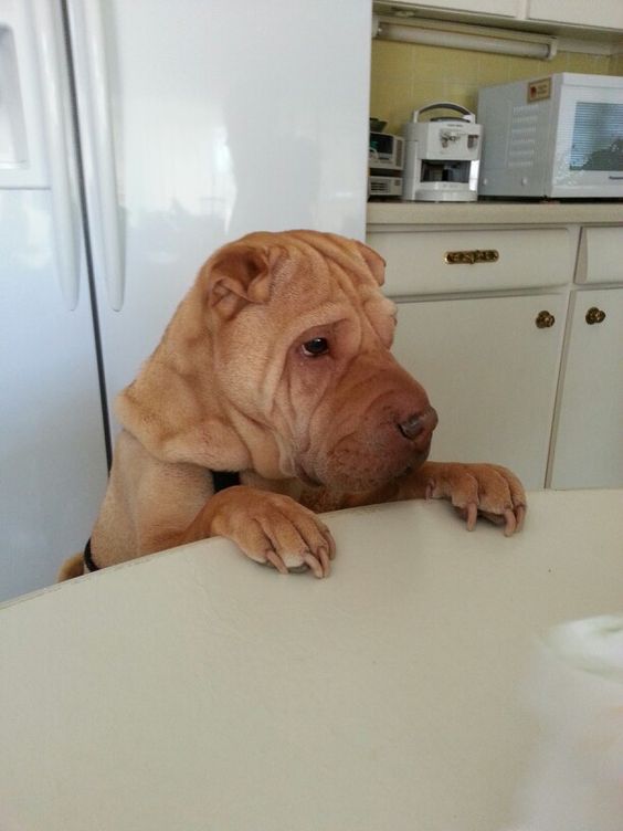 standing up on the end edge of the table with its begging face