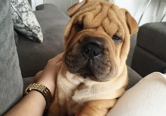 A Shar-Pei lying on the couch with while being pet by a woman