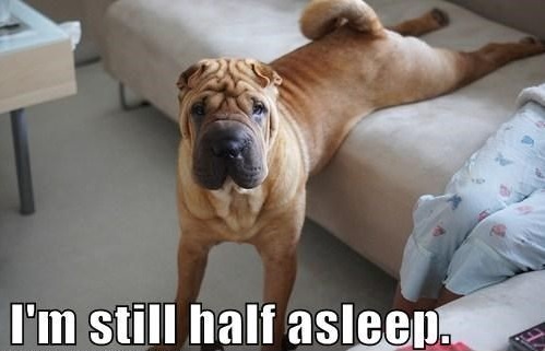 A Shar-Pei lying on the couch with its front legs standing on the floor photo with text - I'm still half asleep