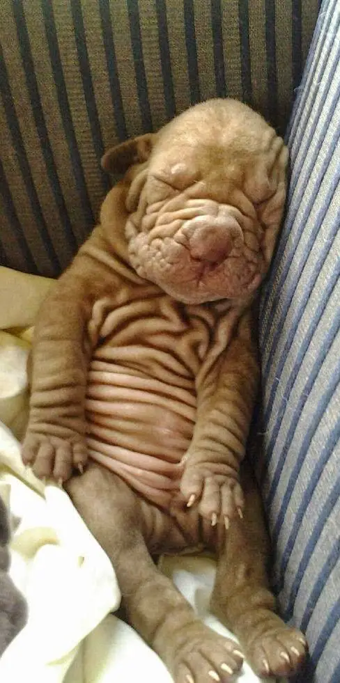 Shar-Pei puppy sleeping on the couch