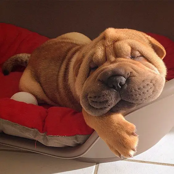 A Shar-Pei puppy sleeping soundly on the bed with sunlight on its face