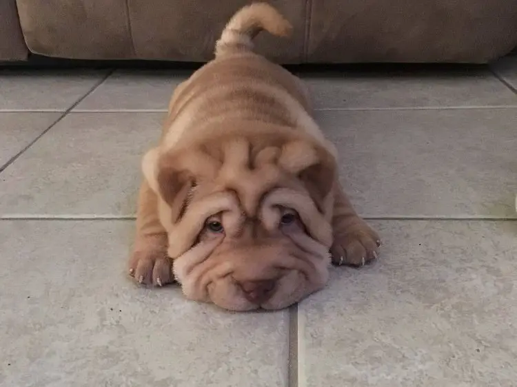 A Shar-Pei puppy lying on the floor with its sad face