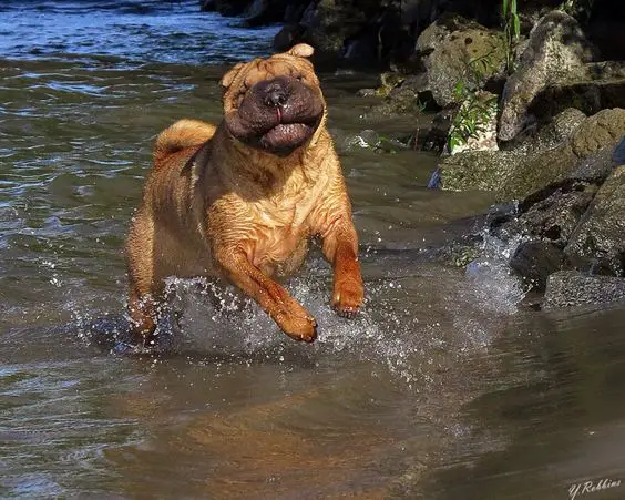 A Shar-Pei running out of the water at the beach