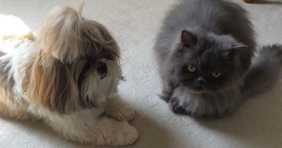 Shih tzu and cat lying on the floor
