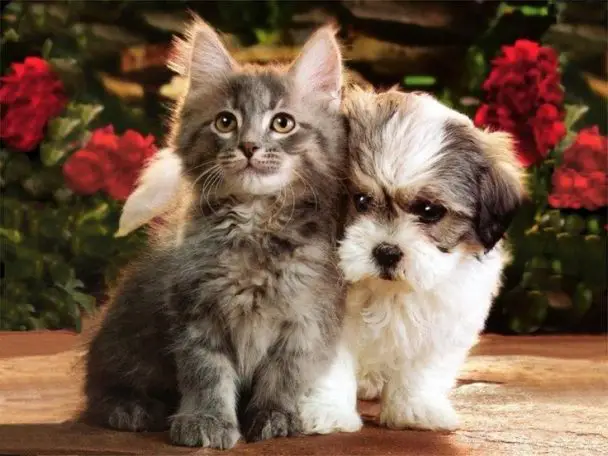 shihtzu puppy and a cat