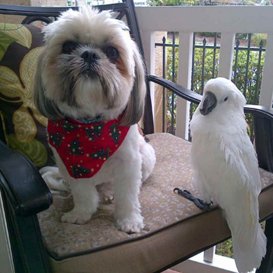 Shih tzu and a parrot