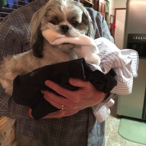chewing shih tzu
