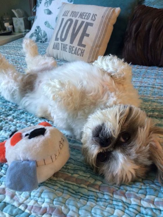  shih tzu asking for belly rub